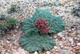 Rheum nanum. Заветающее растение в каменистой пустыне. Восточный Казахстан, Зайсанская котловина, урочище Кеин Кериш. 5 мая 2008 г.