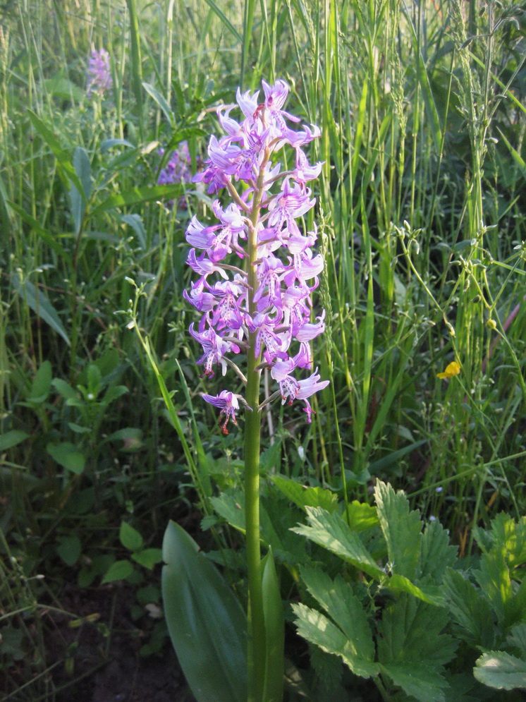 Изображение особи Orchis militaris.