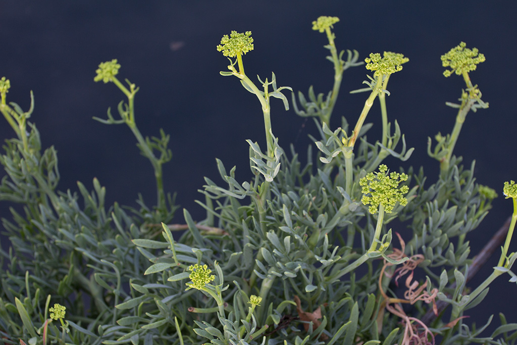 Image of Crithmum maritimum specimen.