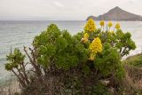Aeonium arboreum. Цветущее растение. Греция, Эгейское море, о. Парос, высокий каменистый берег, возле жилья. 15.12.2015.