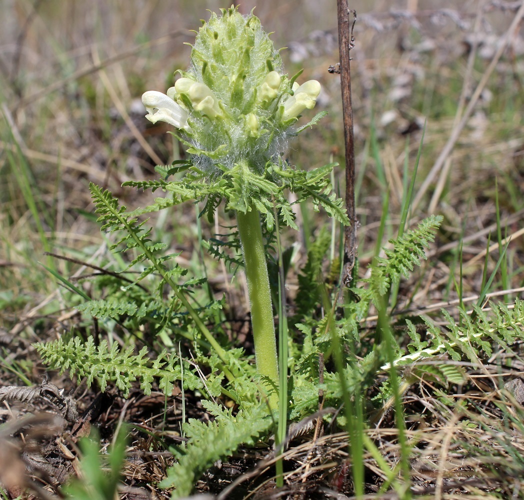 Image of Pedicularis dasystachys specimen.