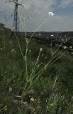 Scabiosa praemontana. Цветущее растение. Крым, Симферополь, Марьино, степной склон. 14 июля 2015 г.