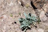 Erigeron amorphoglossus