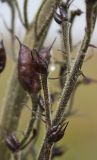 Aconitum leucostomum. Плоды (мелкие и нормально развитые). Алтай, Семинский перевал. 25.08.2009.