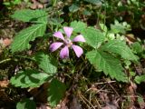 Rubus arcticus. Цветущее растение. Свердловская обл., окр. г. Североуральск, сосново-елово-лиственничный лес. 31.05.2015.