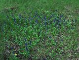 Ajuga genevensis