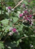 Arctium tomentosum