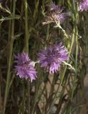 Centaurea cyanus