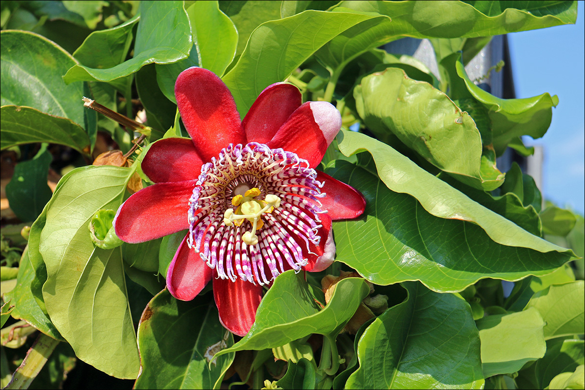 Изображение особи Passiflora alata.