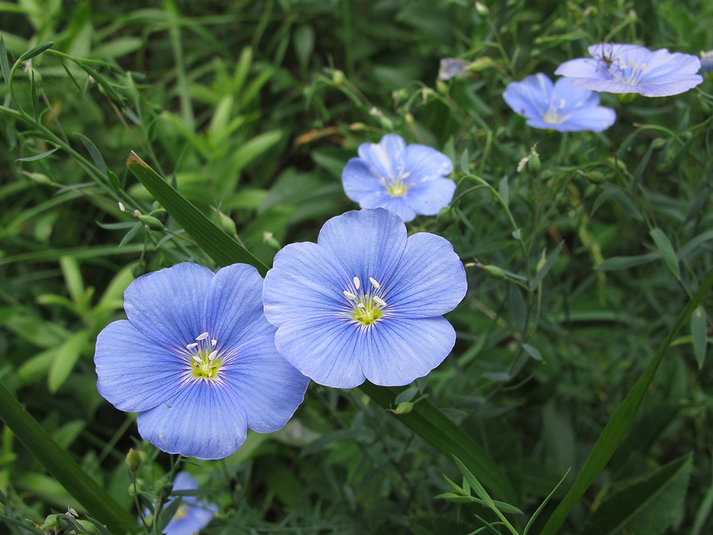 Изображение особи Linum austriacum.