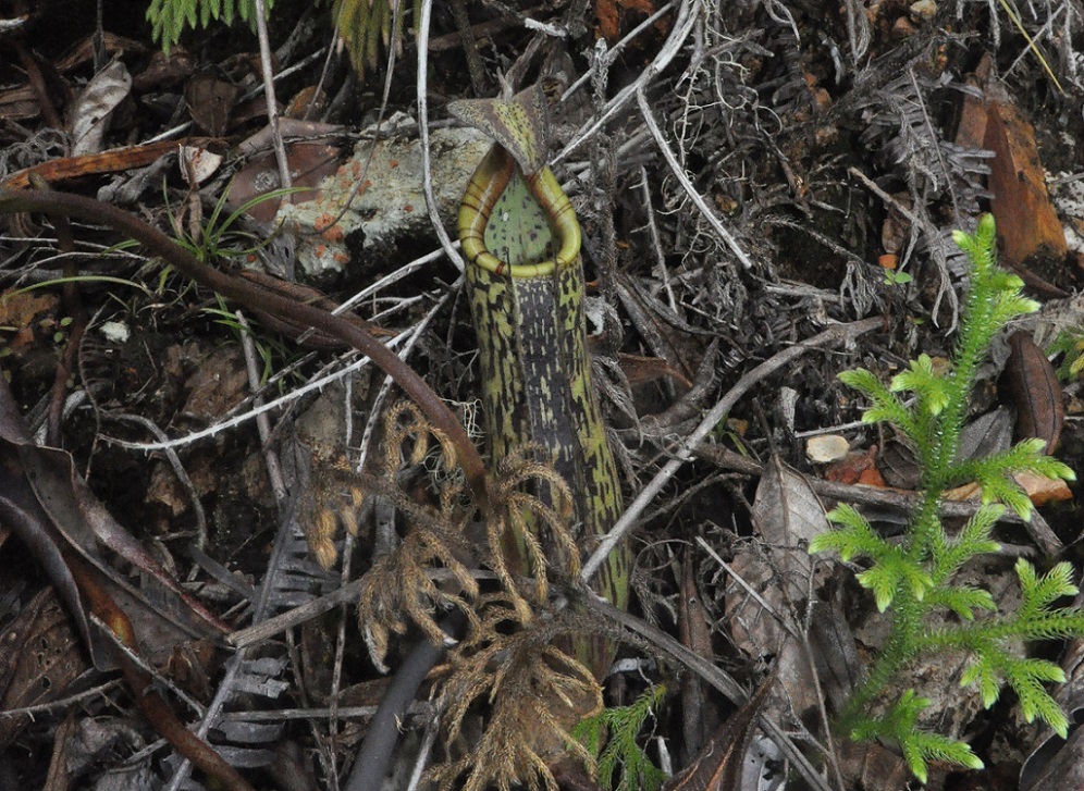 Изображение особи Nepenthes fusca.