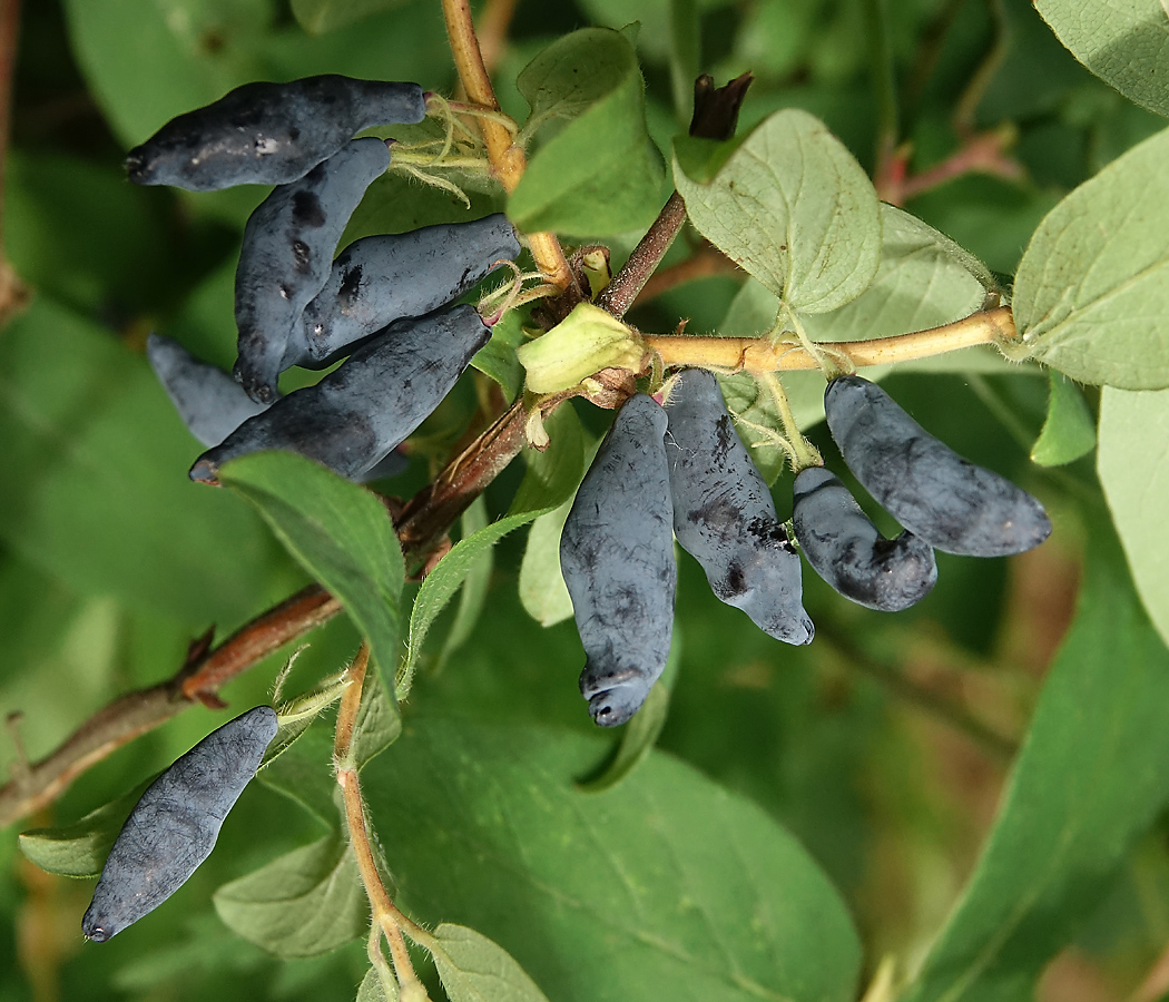 Изображение особи Lonicera edulis.