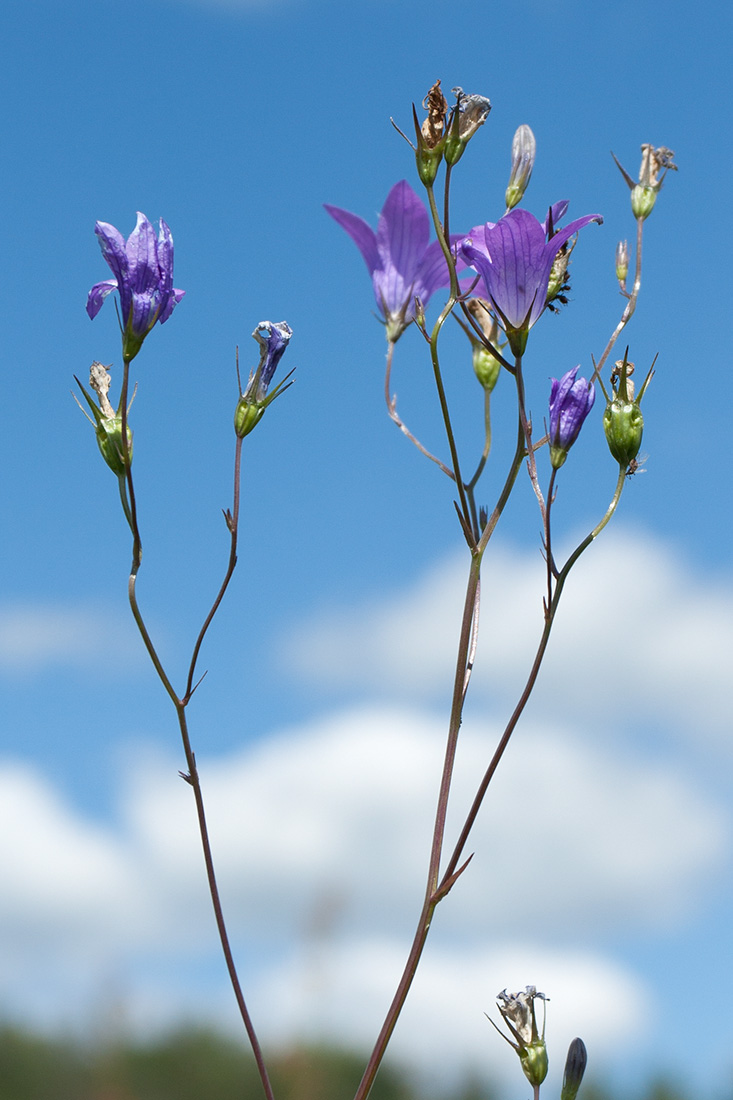 Изображение особи Campanula patula.