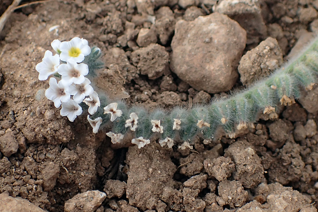 Изображение особи Heliotropium hirsutissimum.