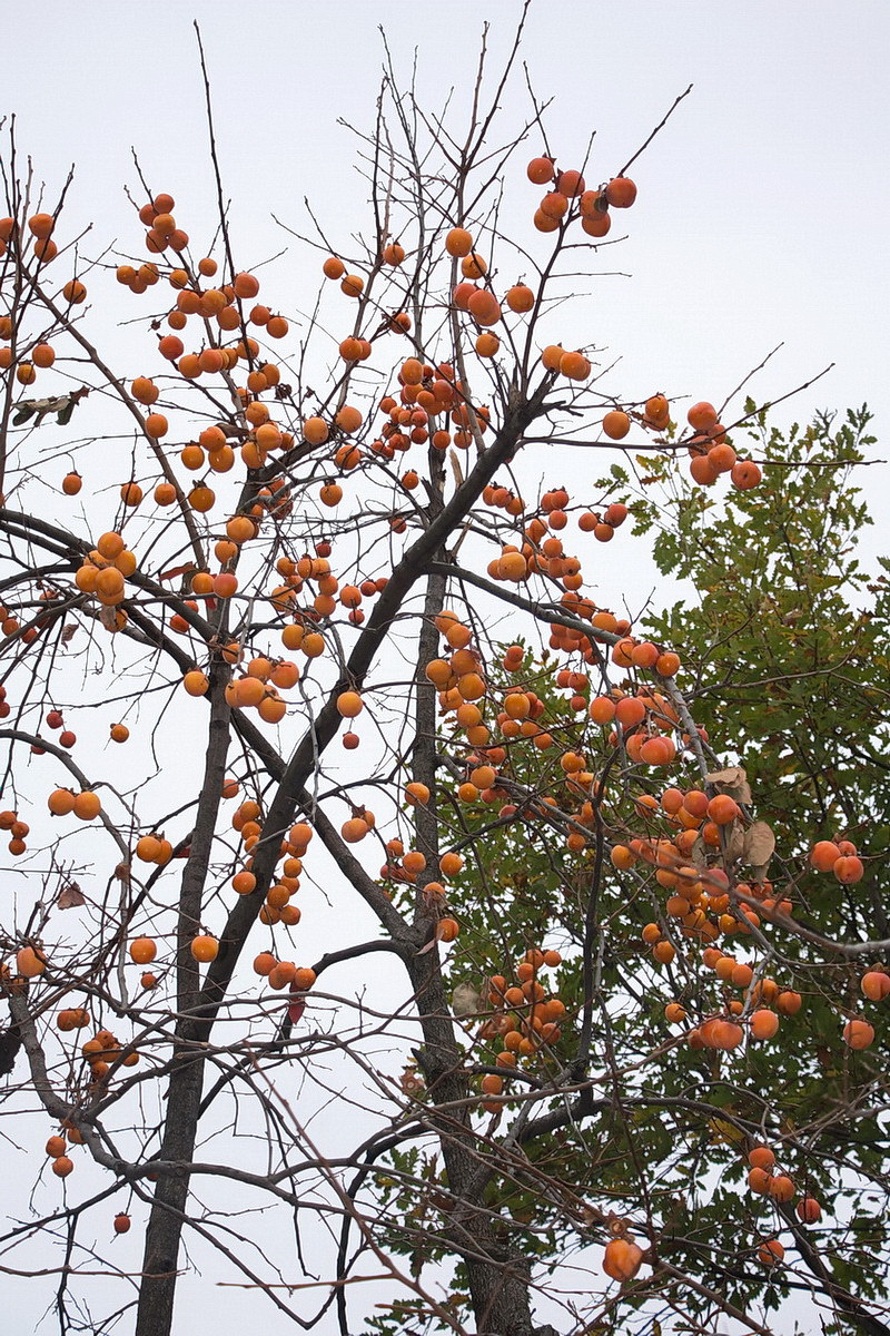 Image of Diospyros kaki specimen.