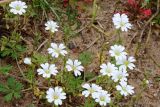 Cerastium arvense