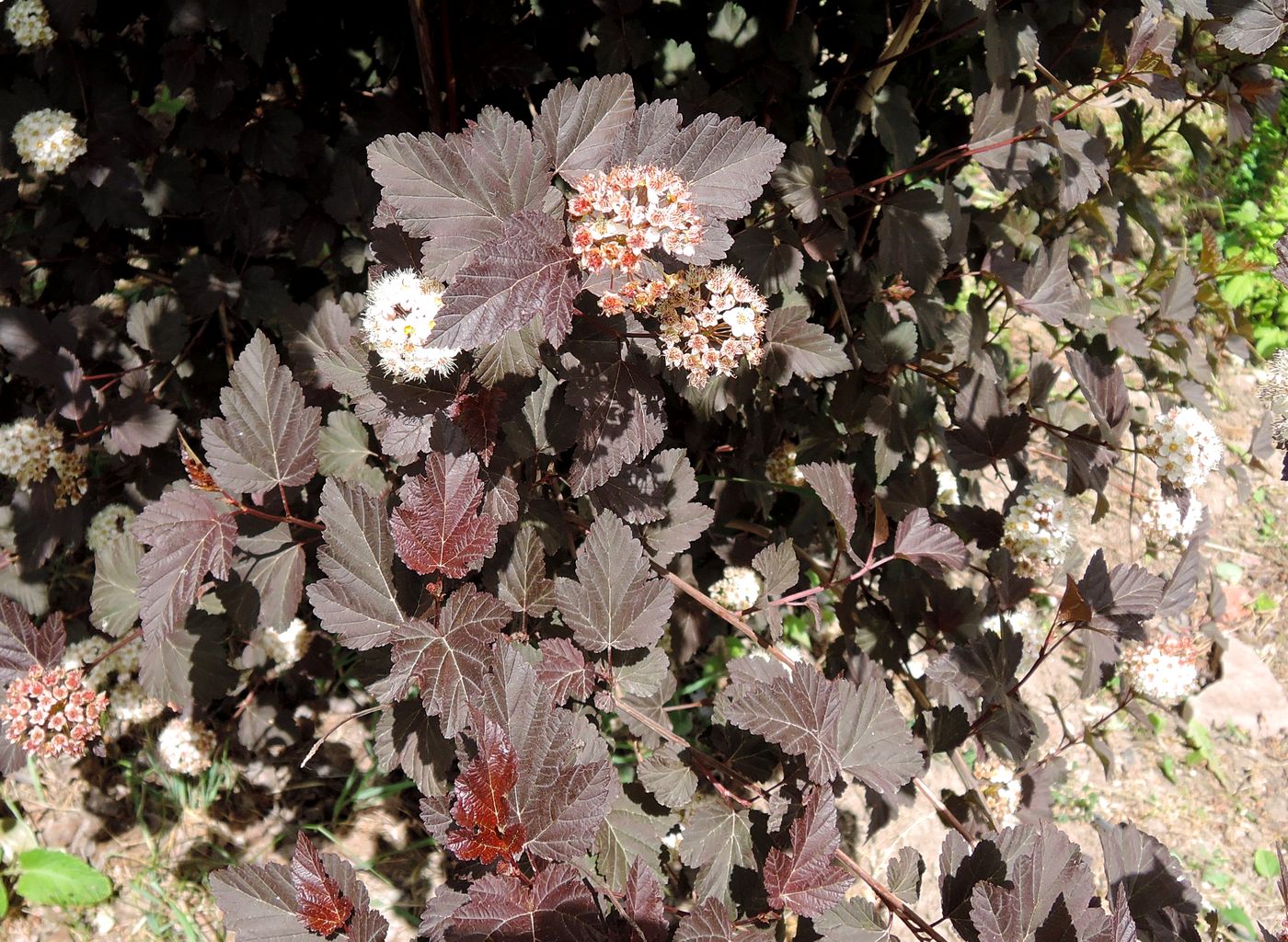 Изображение особи Physocarpus opulifolius.