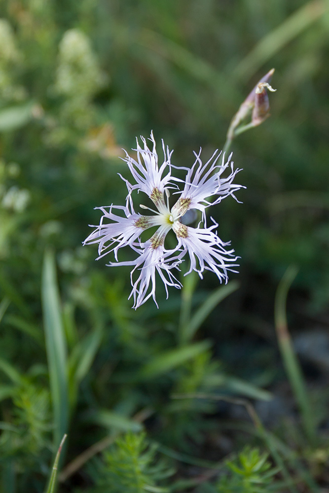 Изображение особи Dianthus superbus.