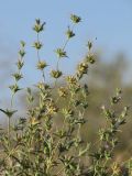 Nepeta saturejoides