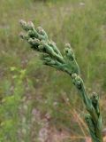 Lactuca serriola