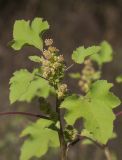 Xanthium orientale. Верхушка цветущего растения. Краснодарский край, г. Апшеронск, пойма р. Пшеха, зарастающий песчаный пляж. 13.08.2019.