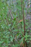 Epilobium pseudorubescens