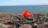 Tulipa alberti