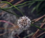 Armeria vulgaris. Соплодие. Санкт-Петербург, Ботанический сад БИН РАН, альпийская горка, в культуре. 10.09.2020.