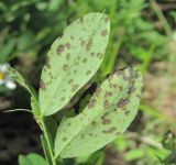 Lathyrus niger. Часть листа с поражениями (вид на абаксиальную поверхность). Краснодарский край, Абинский р-н, юж. окр. ст-цы Холмская, опушка широколиственного леса. 03.06.2020.