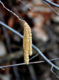 Corylus avellana. Соцветия. Самарская обл., национальный парк \"Самарская Лука\", гора Верблюд, широколиственный лес. 01.05.2021.