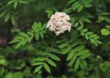 Sorbus amurensis. Соцветие и листья. Приморский край, окр. г. Дальнегорск, падь Партизанская, по ручью в лиственном лесу. 11.06.2022.