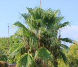 Washingtonia robusta. Крона с соплодиями. Италия, г. Рим, р-н Трастевере, в культуре. 8 сентября 2014 г.