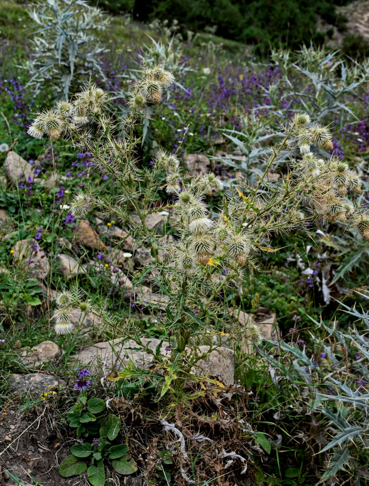 Изображение особи Cirsium echinus.