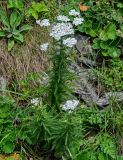 Achillea camtschatica. Цветущие растения в сообществе с Potentilla и Plantago. Курильские о-ва, о-в Кунашир, мыс Сукачёва, приморский луг. 22.08.2022.