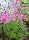 Primula heucherifolia