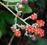 Rubus ibericus