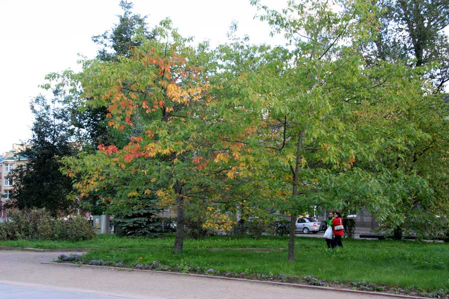 Изображение особи Quercus rubra.