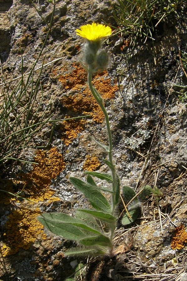 Image of Pilosella &times; bifurca specimen.