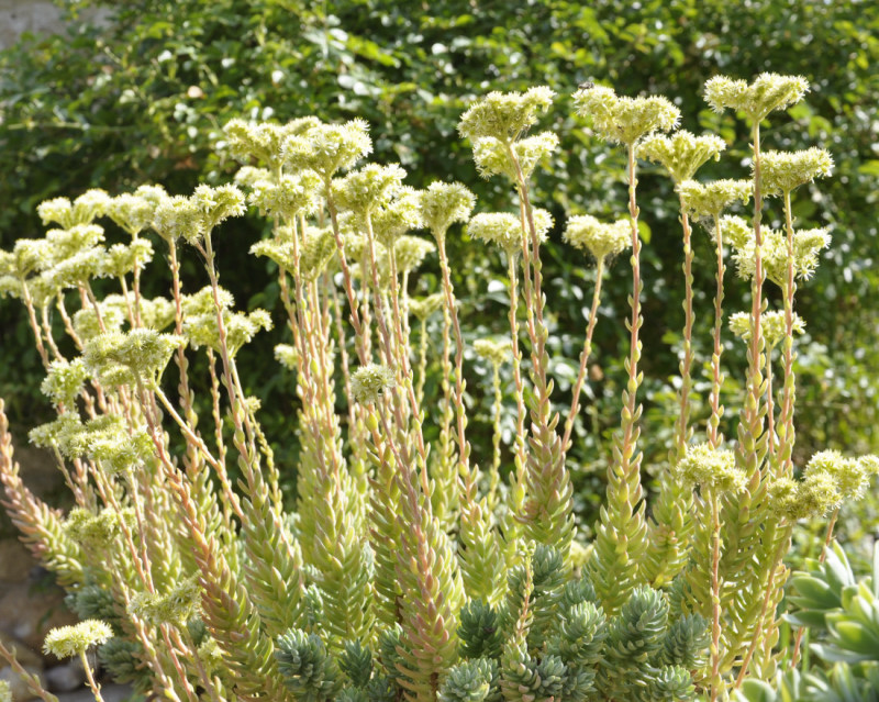 Изображение особи Sedum sediforme.