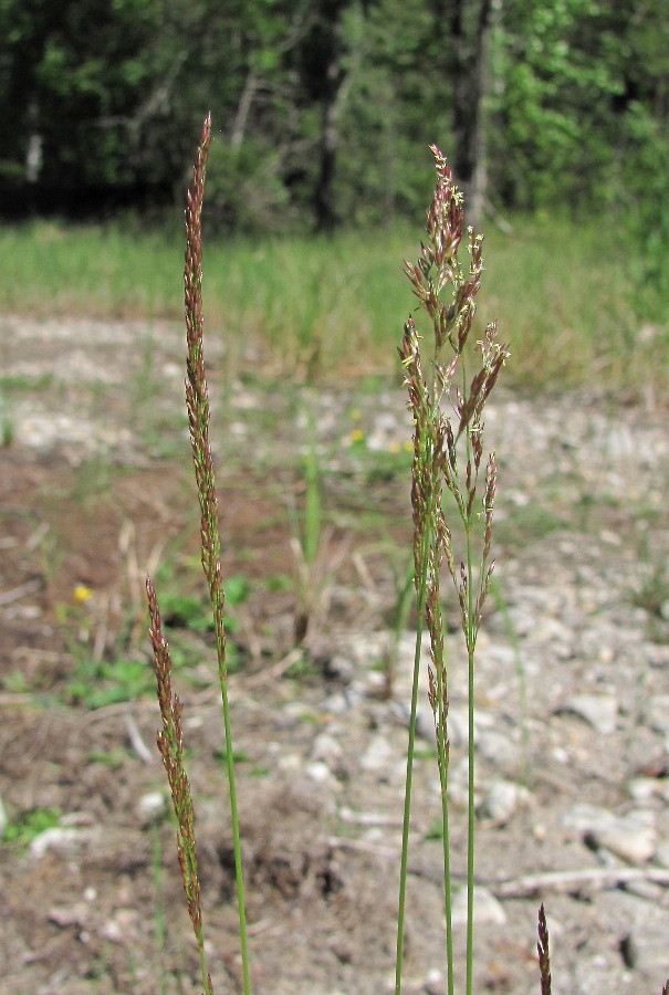 Изображение особи Agrostis stolonifera.