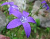 Campanula abietina. Цветок. Украина, Ивано-Франковская обл., Надворнянский р-н, природный заповедник \"Горганы\", ур. Джурджинец. 18 июня 2011 г.