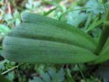 Dactylorhiza majalis