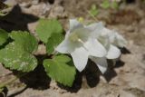 Campanula pendula. Верхушка цветущего растения. Адыгея, окр. пос. Каменномостский, Хаджохская теснина, на скале. 12.08.2008.