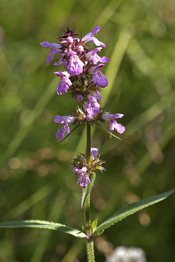 Изображение особи Stachys palustris.