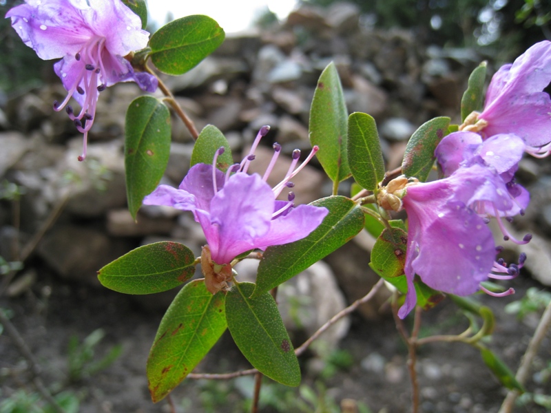 Изображение особи Rhododendron ledebourii.