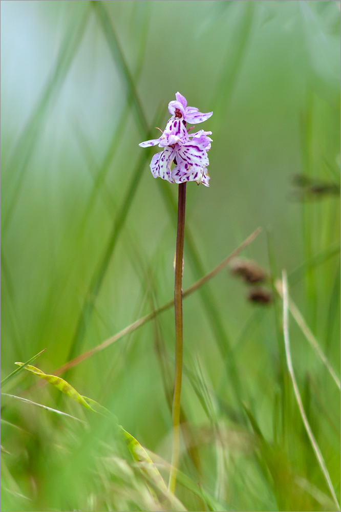 Изображение особи Dactylorhiza psychrophila.