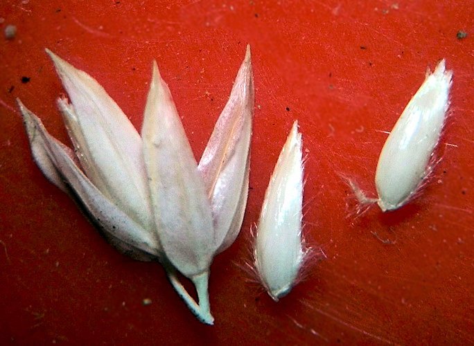 Изображение особи Phalaroides arundinacea.
