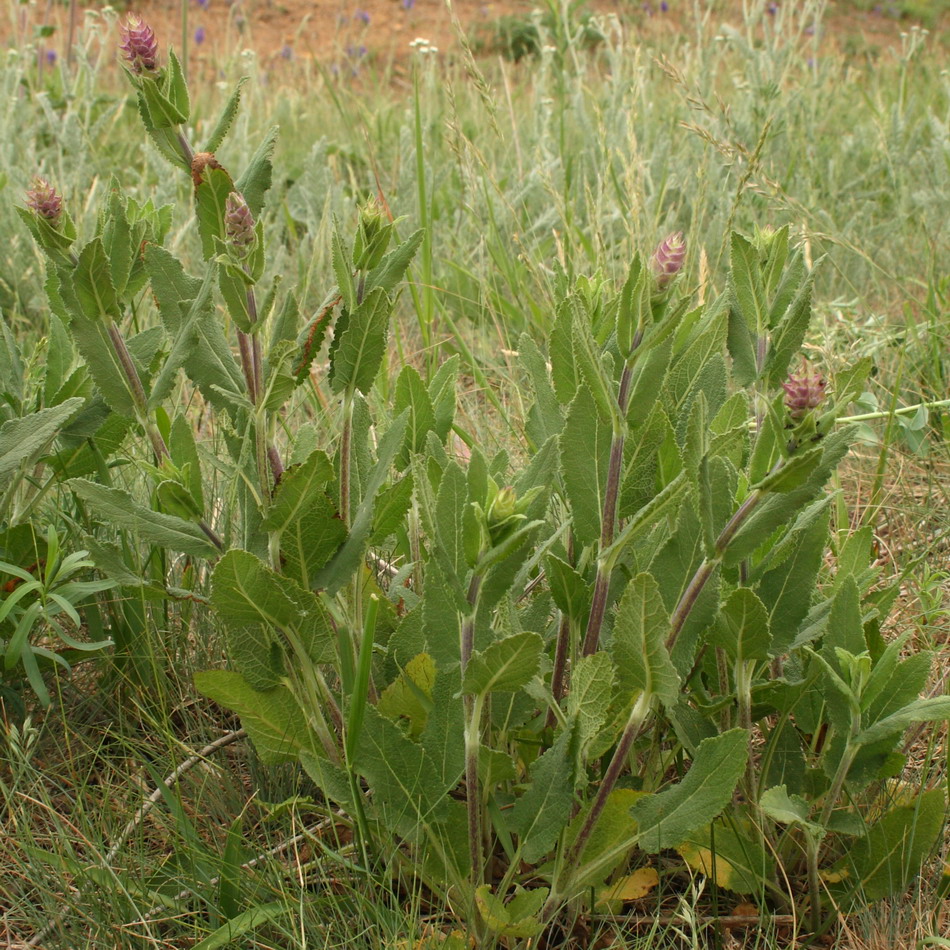 Изображение особи Salvia tesquicola.