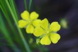 Potentilla freyniana