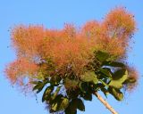 Cotinus coggygria